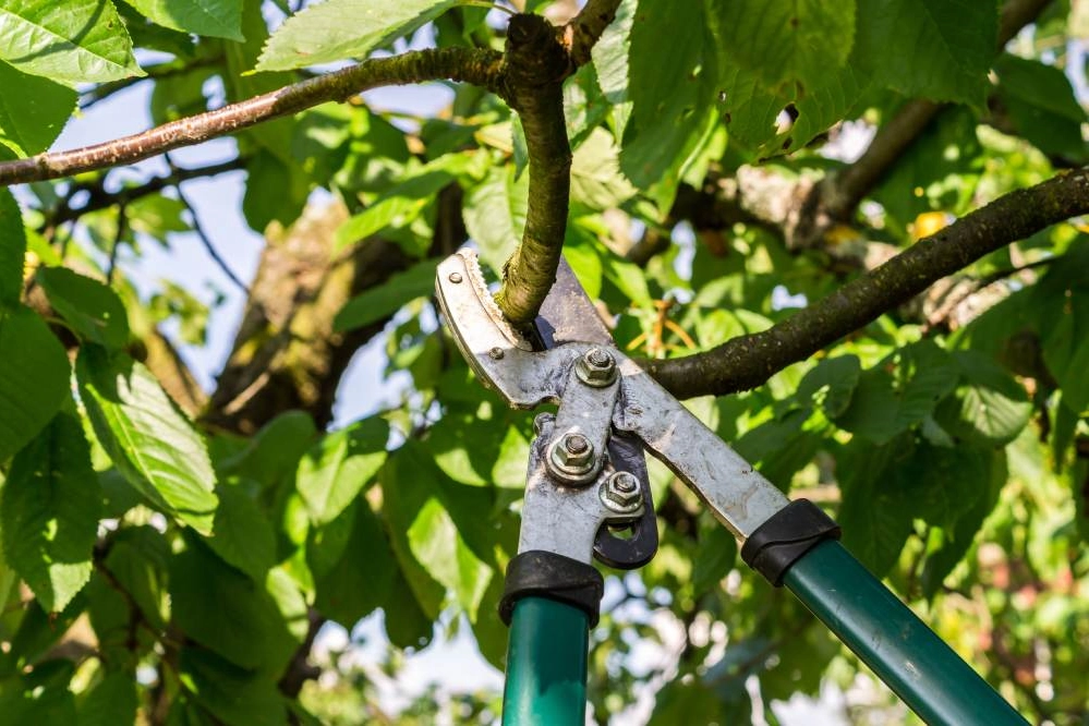 Nahaufnahme einer Astschere, die einen Ast von einem Baum abschneidet.